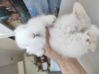 Hollanda CÜCE TAVŞAN (NETHERLAND DWARF)