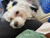 Maltese terrier