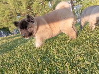 Amerikan Akita Yavru