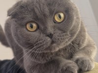 Scottish Fold alanya içi sadece