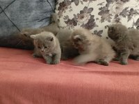 British shorthair yavrularımız