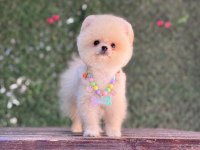 Pomeranian yavru