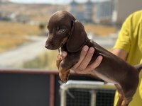 Ankaranın çok özel mini dachshund yavrusu