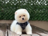 Mükemmel tüy yapısı pomeranian boo