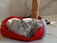 Minnoş kedim