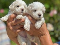 Maltese terrier yavru