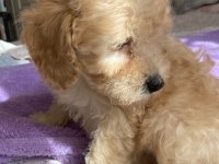 Sevgiyle Büyüyen Poodle Yavruları – Ev Doğumlu