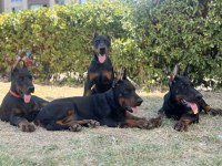 Üst düzey european doberman yavrular