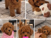 Toy Poodle Irkı Köpeğimiz