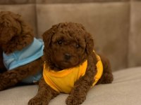 Toy Poodle Yavrular