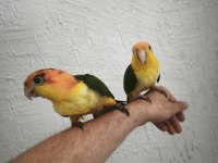 Full evcil caique bebekler
