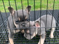 Güzeller güzeli french bulldog bebeklerimiz