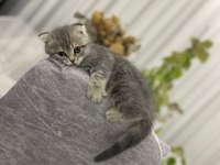 Scottish fold yavru 1 aylık