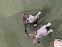 SÜTTEN KESİLDİLER ACİL YUVA BEBİŞ KEDİLERE