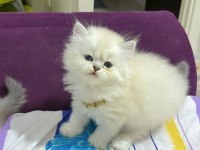 British longhair silver ve longhair point