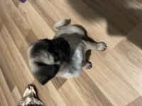 Pug yavrumuz yeni ev arıyor