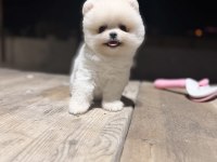 Teacup teddy üst kalite pomeranian