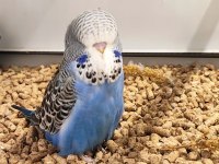 ÜST VASIF SHOW JUMBO YAVRU VE DAMIZLIK MUHABBET