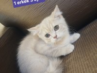1.5 aydan 5 aylığa kadar sevimli kedilerimize yuva