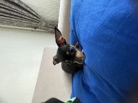 Minyatür pinscher erkek