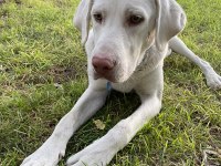KÖPEĞİMİZE YUVA ARIYORUZ
