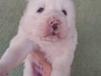 Alabay köpeği yavrularım