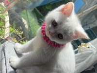 Oyuncu güzel british shorthair kız