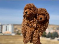 Orijinal ırk toy poodle red brown kg garantili