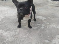 French bulldog köpeğimizin hiçbir sağlık sorunu yoktur