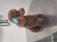 Teacup kuyruksuz poodle eşleşme için