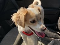 Kızıma (dişi köpeğime) bakabilecek bir aile