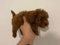 Kore kan poodle yavrular