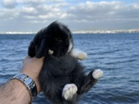 Safkan Hollanda cüce ve mini tavşan yavrular
