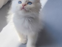 Nadir Bulunan Üstün Irk British Longhair Cy 1233 Point