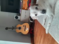 Köpeğimiz Dobby Yuvasını Arıyor