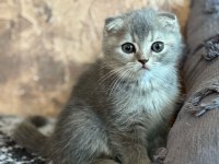 Yavru scottish fold yavrumuz