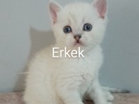 39 Günlük Beyaz British Shorthair