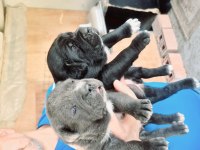 Cane Corso Yavru Köpekler