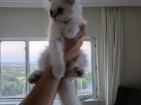 British longhair yavru sahiplendirme