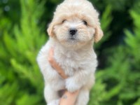Her Renk Maltipoo Yavrumuzu Canlı Görebilirsiniz