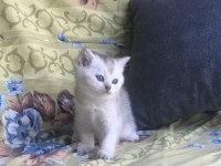 Orjinal british longhair yavrumu sahiplendiriyorum
