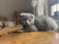 Çok sağlıklı Cinnamon ve Duman renk scottish fold yavrular