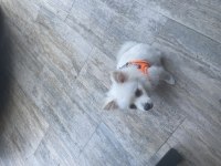 4 aylık pomeranian
