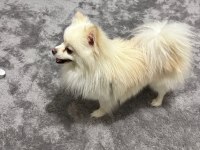 Pomeranian erkek