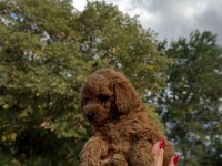 REDBROWN TOY POODLE YAVRUMIZ YENİ YUVASINA HAZIR