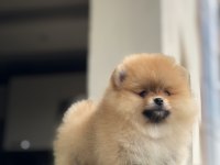 2.5 aylık 2 dişi ve 1 erkek pomeranian boo yavrular
