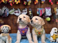 Her eve uygun golden retriever bebekler