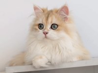 Blh 6 Aylık Erkek British Longhair