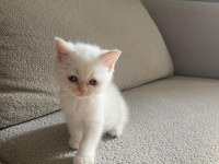 Erkek yavrular british shorthair