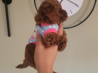 EVİN NEŞESİ POODLE BEBEKLERİMİZ